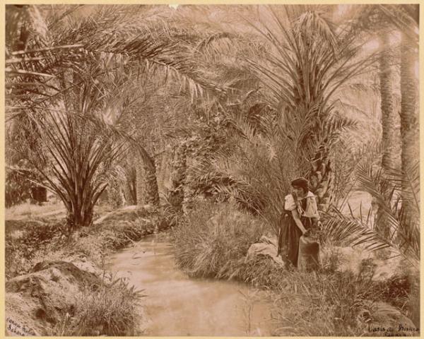 Oasis de Biskra - Sahara (Photo rare)