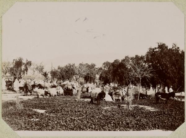 Algérie [El Aricha. Marché] (Photo rare)