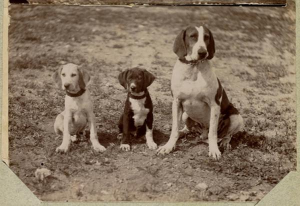 Algérie [Chiens de chasse appartenant aux militaires de l'hôpital militaire d'El Aricha] (Photo rare)