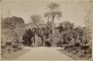 Alger. Grande Allée des Palmiers (Jardin d'essais) (Photo rare)