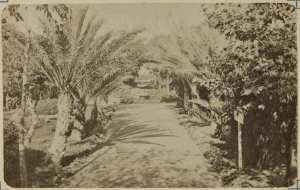 Alger. Palmiers du Jardin Marengo (Photo rare)