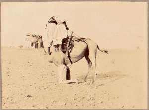[Méhariste et son chameau] (Photo rare)
