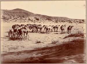 [Convoi de la mission Flamand-Pein?] (Photo rare)