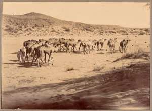 Troupeau de chameaux dans l'Oued Mya (Photo rare)