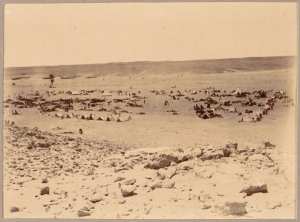 Campement de la colonne du Tidikelt à Ouïnet-Sissa (près d'In-Salah) [le 22 avril 1900] (Photo rare)