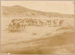 [Convoi de la mission Flamand-Pein?] (Photo rare)