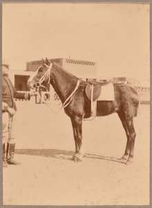 Masson et son cheval Patin (Photo rare)