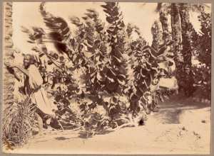 La flore du Dahara (soie végétale) (Photo rare)