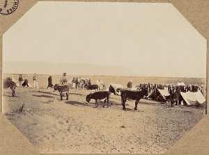 Hassi El Mir. Les bourricos seront conduits avant la nuit au poste de police (Photo rare)