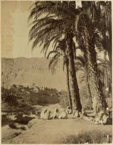 [Groupe d'hommes dans un oasis à El Kantara?] (Photo rare)