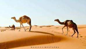 صورة للجمل في  منطقة قورارة - تيميمون