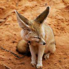 الفنك ثعلب الصحراء - من  الحيوانات النادرة في منطقة قورارة