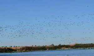 L’apiculture pour préserver les zones humides en Algérie... !