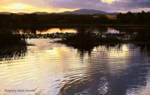 L’apiculture pour préserver les zones humides en Algérie... !