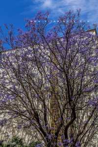 Jacaranda à Tlemcen, Arbre à fleurs violets