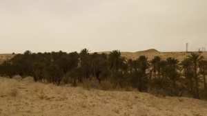 #Bande_verte_Ouargla  !