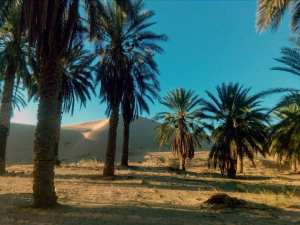 #Bande_verte_Ouargla  !