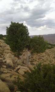 صورة من أعالي جبال المحمل لبلدية ثنية العابد