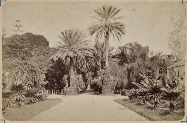 Alger. Grande Allée des Palmiers (Jardin d'essais) (Photo rare)