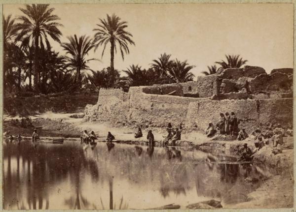 Une palmeraie (Photo rare)