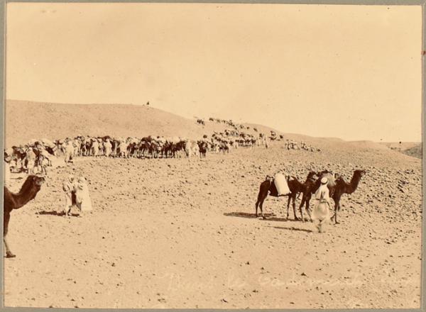 Dans le Tademaït. Le convoi de la colonne du Tidikelt (Photo rare)
