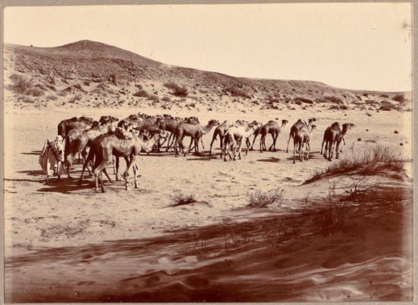 [Convoi de la mission Flamand-Pein?] (Photo rare)