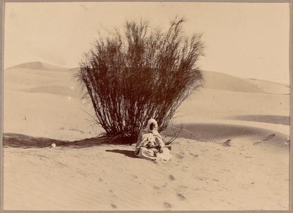 Touffe de R'tem [Hassi-Inifel?] (Photo rare)