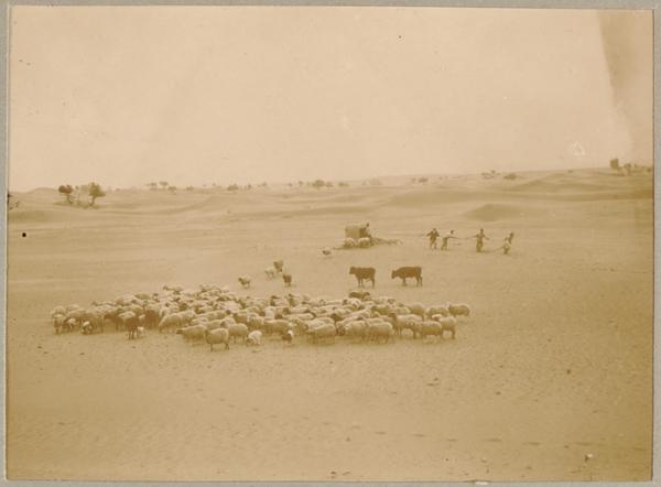 Abreuvage des moutons à Inifel (Photo rare)
