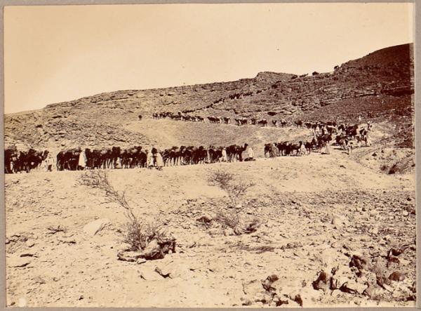 La traversée d'un col [de Guettara par la colonne du Tidikelt ?] (Photo rare)