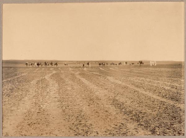 Un convoi dans la hammada [plateau rocheux recherche de silex taillé lors de la mission géologique Flamand? Cf. cliché 33] (Photo rare)