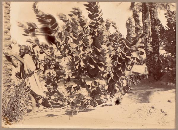 La flore du Dahara (soie végétale) (Photo rare)