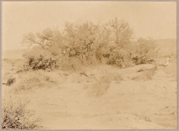 Tamarin (Photo rare)