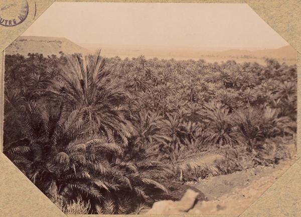 Béni-Abbès.Un coin de palmeraie (Photo rare)