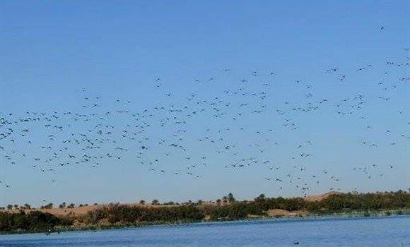 L’apiculture pour préserver les zones humides en Algérie... !