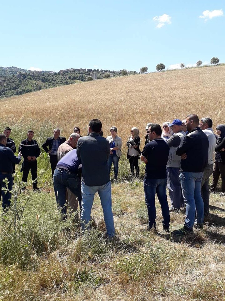 Sensibilisation contre les risques des incendies de récolte des céréales