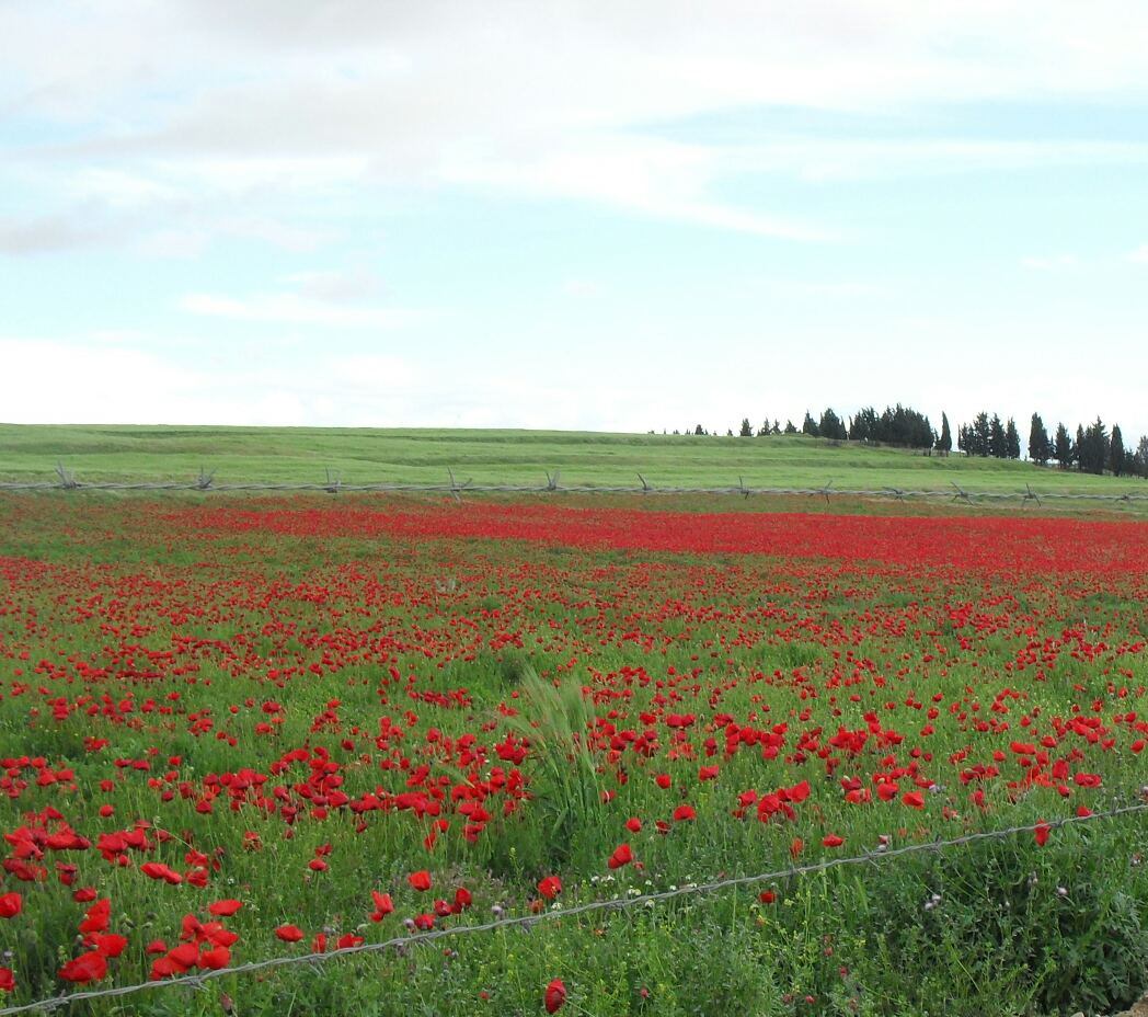 tapis de coquelicots