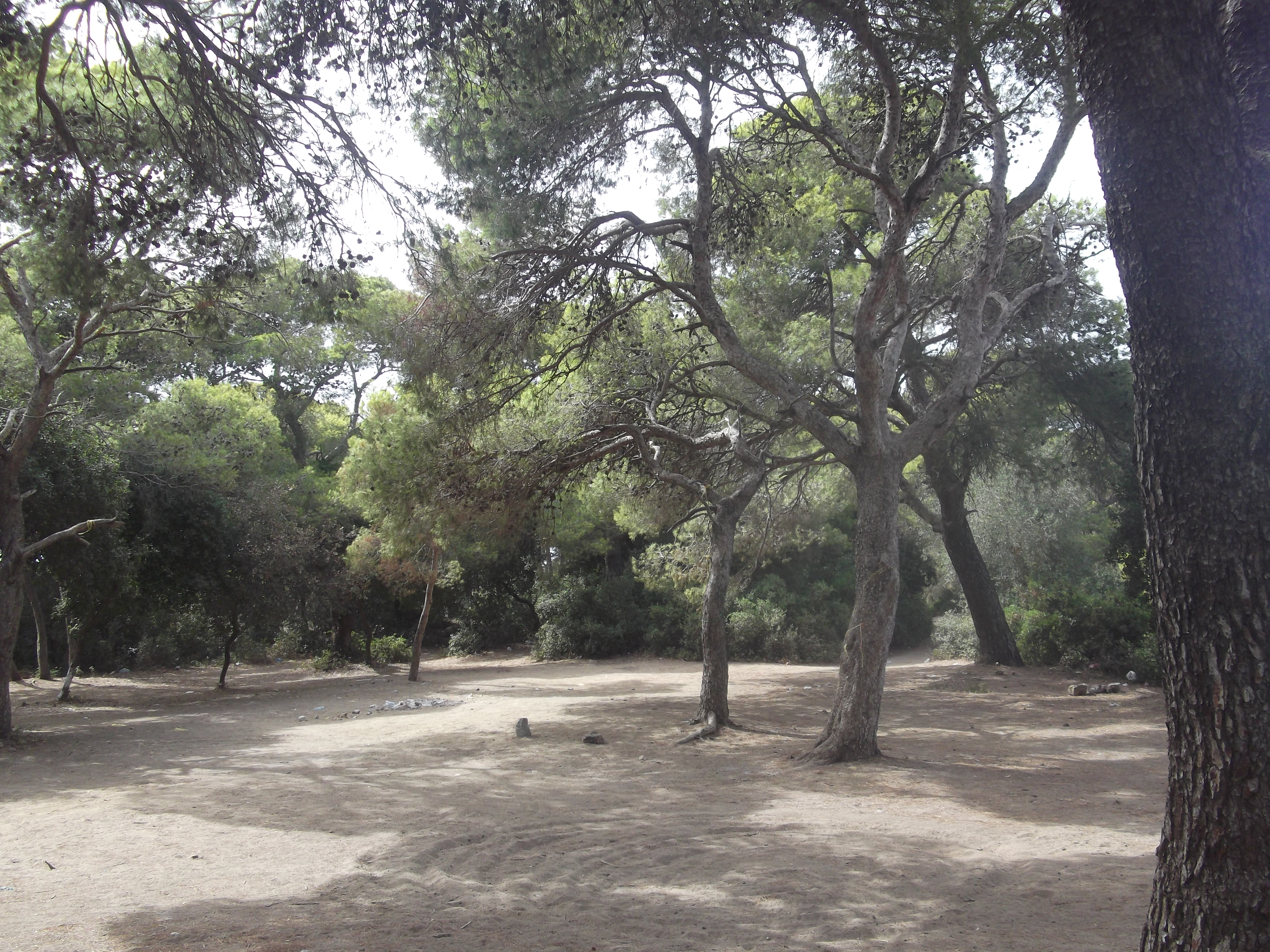 plage-forêt zemmouri