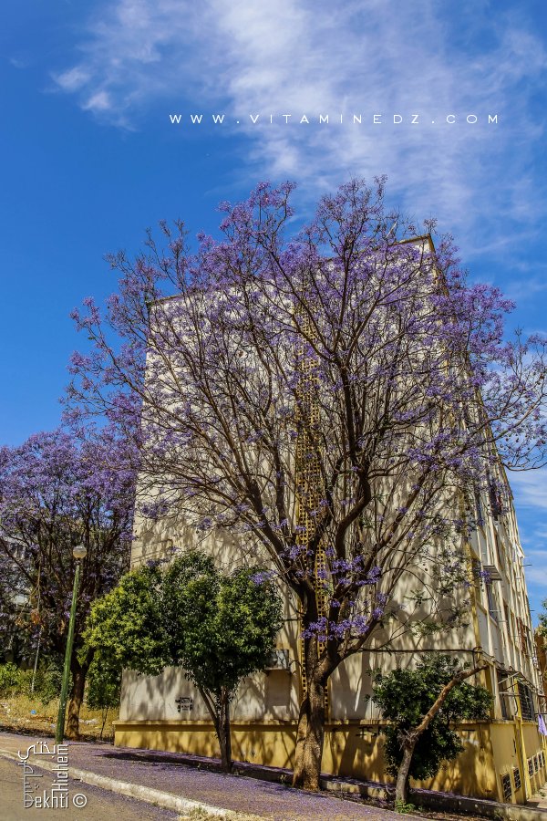Tlemcen - Arbre à fleurs violets : Jacaranda