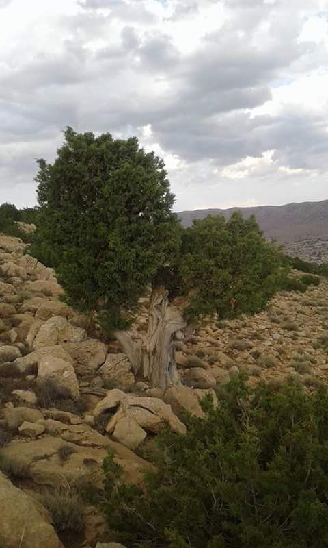 صورة من أعالي جبال المحمل لبلدية ثنية العابد