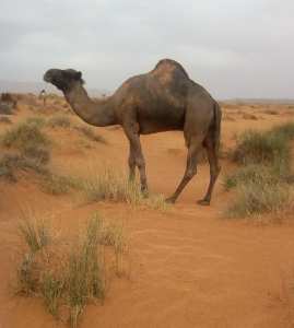 #Aïn_Sefra wilaya de #Naâma #Algérie.. !