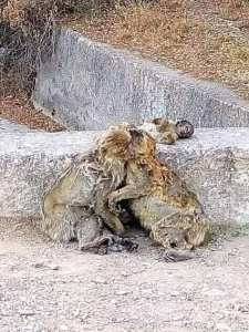 Fin douleureuse pour une hitoire d'amour