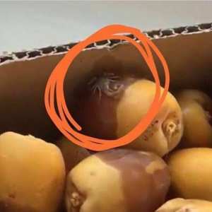 فرخ العقرب وجد داخل قشر الرطب اغسلوه وتفحصوه قبل الاكل وانشروا لتوعية الناس بالحذر والحيطة حفظنا الله واياكم