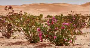 Oued Saoura, le Nil du Sud-Ouest Algérien... !