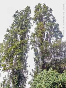 Les peupliers de Tlemcen pratiquement en voie de disparition