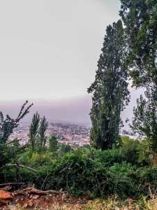 Les jardins de Tlemcen avec le peuplier emblématique de larégion