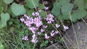 Constantine - Les cyclamens de Djenane Dardar en fleur