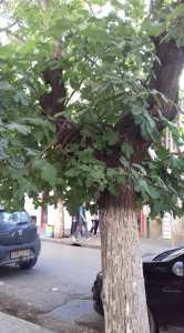 Constantine - Un figuier pousse sur un arbre  Le Mélia