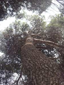 la forêt de Zemmouri