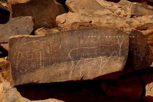 Gravures rupestres de Taghit (Gazelles)