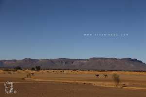 Chameaux près du Djebel El Guettara non loin de Taghit